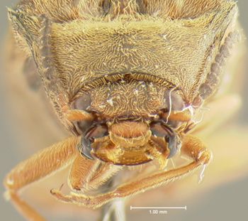 Media type: image;   Entomology 23685 Aspect: head frontal view